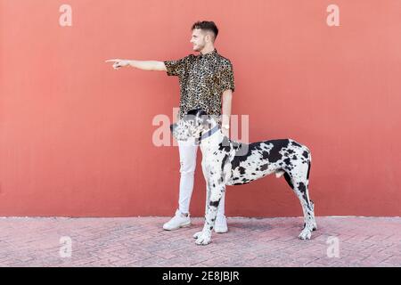 Uomo proprietario in piedi con grande cane Harlequin Great Dane durante passeggiate in città e guardate via Foto Stock