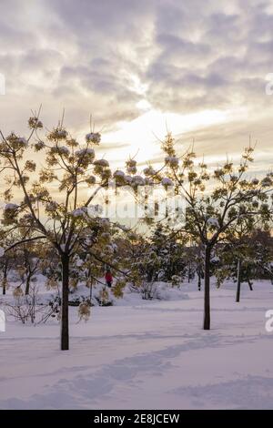 Alberi secchi con rami ondulati ricoperti di neve su bianco terreno in città alla luce del sole Foto Stock