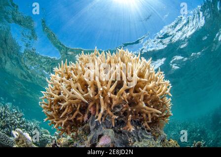 Corallo Staghorn (Acroppora muricata), spiaggia di N'Gouja, isola di Mayotte, Francia Foto Stock