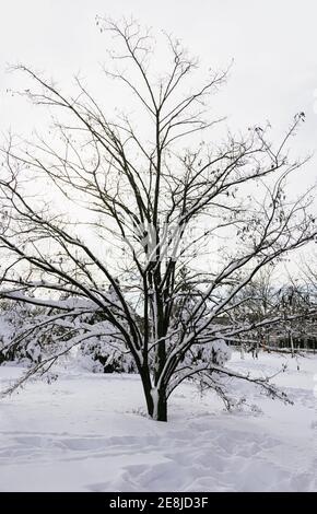 Alberi secchi con rami ondulati ricoperti di neve su bianco terreno in città alla luce del sole Foto Stock