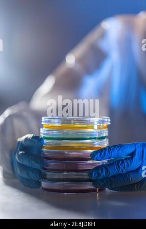 Ricercatore che lavora con le capsule di Petri in laboratorio Foto Stock