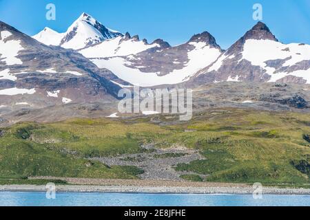 Colonia di pinguini giganti (Atenodytes patagonicus), piana di Salisbury, Georgia del Sud, Antartide Foto Stock