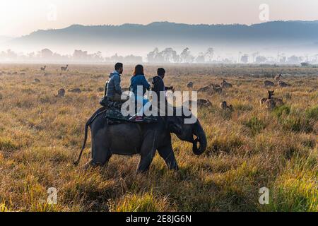 Turisti su un elefante guardando un enorme numero di cervi di porcini indiani (Hyelaphus porcinus), sito patrimonio dell'umanità dell'UNESCO, Kaziranga National Park, Assam Foto Stock