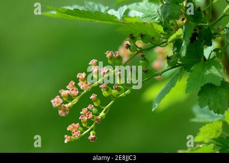 Curry (Ribes rubrum), varietà Gondouin rosso, fruttato Foto Stock