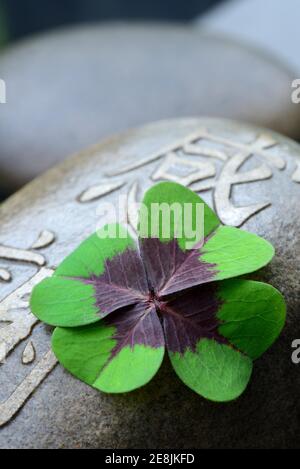 Lucky Clover sulla pietra con personaggi cinesi, cloverleaf ( Oxalis tetraphilla) Foto Stock