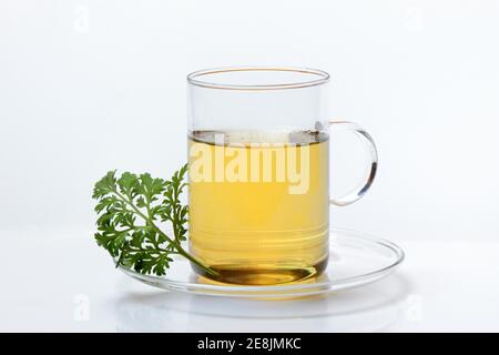 Tè di legno di verme in tazza e erba di legno di verme, Artemisia absinthum Foto Stock