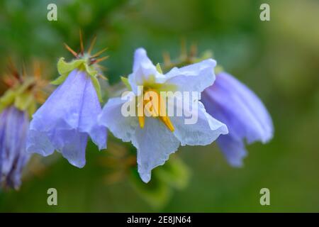 Nightshade appiccicoso, pomodoro di lychee (Solanum simmbriifolium), Fiore Foto Stock