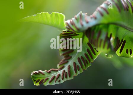 Fern, Sori sul lato inferiore di fronte felino, Asplenium scopolendrium, Phyllitis scopolendrium, spore, sporangia Foto Stock