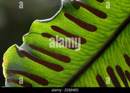 Fern, Sori sul lato inferiore di fronte felino, Asplenium scopolendrium, Phyllitis scopolendrium, spore, sporangia Foto Stock