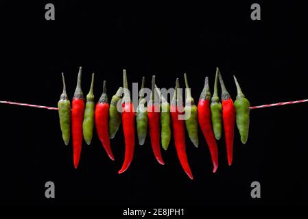 Peperoni (Capsicum frutescens) , Chilis, Chilis, Chilis, Chilis, Chili Pepper, Chili, Cayenne, Cayenne Pepper, Piri-Piri, Tabasco, Peperoncini Foto Stock