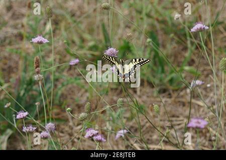 Una coda di rondine europea, Papilio machaon su fiori scabiosi nel Gard, Francia Foto Stock