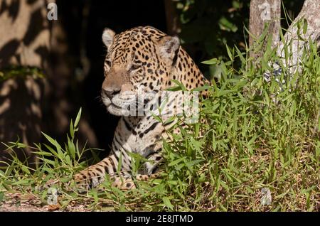 Jaguar (Panthera onca) riposante in una radura, Mato Grosso do sul, Pantanal, Brasile Foto Stock