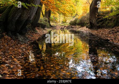 I colori autunnali si riflettono nel fossato intorno a Hartley Court, un sito patrimonio dell'umanità dell'insediamento fossato, Burnham Beeches, Bucks Foto Stock