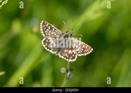 Grizzled Skipper Butterfly, Pyrgus malvae, nettering su forget-me-knot fiori ad Aston Upthorpe Downs, Oxfordshire, 25 maggio 2017. Foto Stock