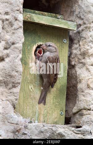 Passera femminile (Passer domesticus), con pulcino a nestbox, Northumberland, Regno Unito Foto Stock