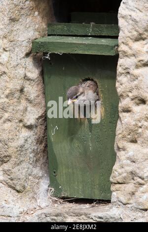 Passera di casa (Passer domesticus) lasciando nestbox, Northumberland, Regno Unito Foto Stock
