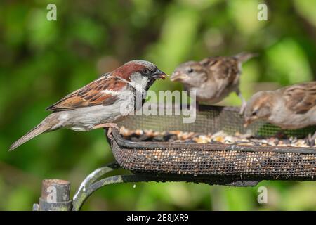 Passera della casa (Passer domesticus) che si nutrono sul vassoio dei semi, Northumberland National Park, Regno Unito Foto Stock