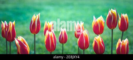 Fiorito con fiori di tulipano davanti e erba verde pallida sullo sfondo. Modello a molla per testata a nastro con ampio paesaggio. Multicolore floreale de Foto Stock