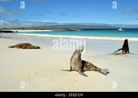 Foche su una spiaggia vuota su un'isola di Galapagos crogiolarsi al sole Foto Stock