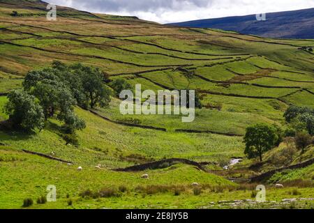 Vista dei motivi del campo con pareti in pietra a secco a Wharfedale, vicino a Buckden, Yorkshire Dales National Park. Foto Stock