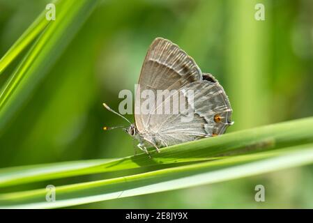 Purple Hairstreak Butterfly, Neozephyrus quercus, a riposo su un gambo di erba, Bernwood Forest, Buckinghamshire, 2 luglio 2017. Foto Stock