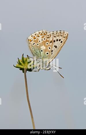 Maschio Chalkhill Blue Butterfly, Lysandra coridon, presso il National Trust's Lardon Chase, riserva naturale, Streatley, Berkshire, 17 luglio 2017. Foto Stock