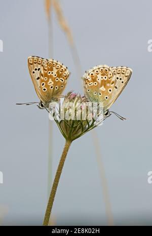 Maschio e femmina Chalkhill Blue Butterflies, Lysandra coridon, National Trust, Lardon Chase, riserva naturale, Streatley, Berkshire, 17 luglio 2017. Foto Stock