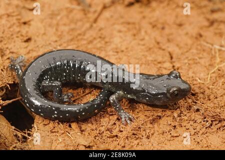 Primo piano di un adulto bianco aneide flavipunctatus macchia, Salamandro Nero Foto Stock