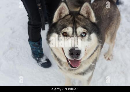 Adulto, bello Husky nel rifugio in inverno Foto Stock