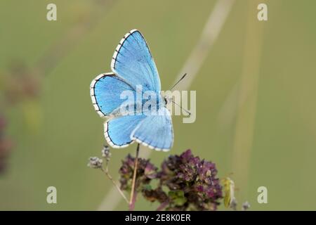 Male, Adonis Blue Butterfly, Polyommatus bellargus, al National Trust, Lardon Chase, riserva naturale, Streatley, Berkshire, 10 agosto 2017. Foto Stock