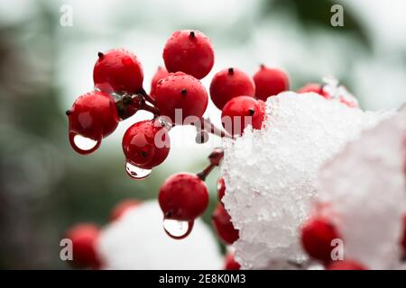 Sciogliendo la neve sulle bacche di Nandina domestica comunemente conosciuta come nandina, bambù celeste o bambù sacro. Giardino suburbano, Londra ovest Foto Stock