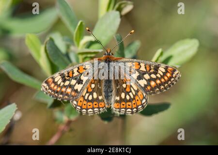 Marsh Fritillary Butterfly, Euphydryas aurinia, visto a Coggan, accanto a Loch Spelve, Isola di Mull, Scozia, 1 giugno 2018. Foto Stock