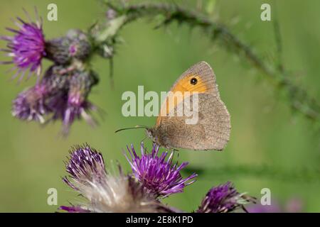 Meadow Brown Butterfly, Maniola jurtina, nettering on Thistle flower at BBOWT's Whitecross Green Wood Nature Reserve, Oxfordshire, 23 giugno 2018. Foto Stock