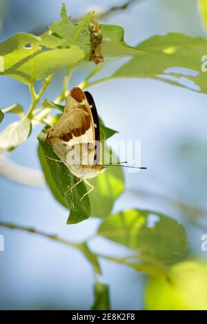 Maschio Purple Emperor Butterfly, Apatura iris, a riposo nella foresta di Bernwood, Oakley Wood, Buckinghamshire, 30 giugno 2018. Foto Stock