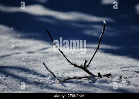 Brunswick, Germania. 31 gennaio 2021. Il forte sole del mezzogiorno fa brillare contro la luce lo strato d'uovo su un ramo caduto da un albero di noce. Credit: Stefan Jaitner/dpa/Alamy Live News Foto Stock