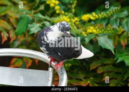Londra, Regno Unito. 31 gennaio 2021. Un piccione in un giardino londinese registrato come parte del RSPBÕs annuale Big Garden Bird Watch. Foto: Roger Garfield/Alamy Live News Foto Stock