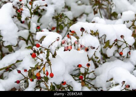 Bacche di biancospino ricoperte di neve Foto Stock