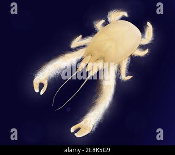 Yeti granchio - Kiwa hirsuta. Dettagli realistici. Granchio bianco con corpo peloso. Creatura del mare profondo. Foto Stock