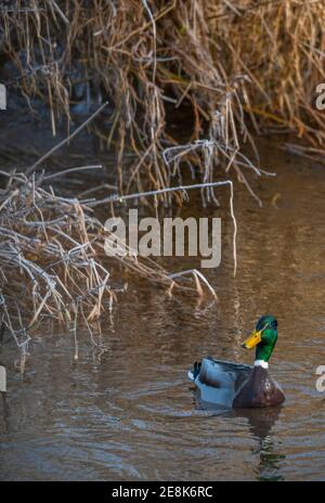 Boon, frontiere scozzesi, Regno Unito. 31 gennaio 2020. Clima freddo, natura, un mallard raffigurato in acque fredde a Boon, confini scozzesi. La mallard è una specie di uccelli acquatici di medie dimensioni che è spesso leggermente più pesante della maggior parte delle altre anatre dabbling. Credit: phil wilkinson/Alamy Live News Foto Stock