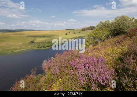 Heather Growing on Highshield Crags, affacciato su Crag Lough, Hadrian's Wall, Northumberland, Regno Unito Foto Stock