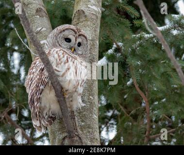 Perch gufo sbarrato in un albero accanto al sentiero escursionistico del Monte St-Bruno Parco Natiuional vicino Montreal. Foto Stock