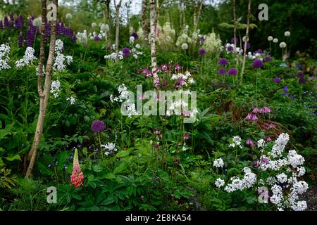 Aquilegia vulgaris William Guinness, Columbine, il cofano di Granny, profondi petali nero-viola circondati da bianco petali centrali, fiori bianchi viola, floweri Foto Stock