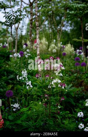 Aquilegia vulgaris William Guinness, Columbine, il cofano di Granny, profondi petali nero-viola circondati da bianco petali centrali, fiori bianchi viola, floweri Foto Stock