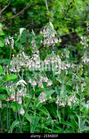 Nectaroscordum siculum, miele siciliano aglio, fiore, fiori, fioritura, campane, campana come fiori, RM Floral Foto Stock