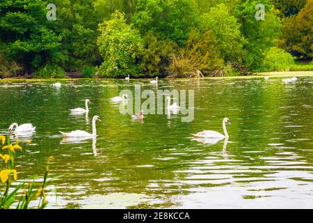 Cigni sul lago Nottinghamshire Regno Unito Foto Stock