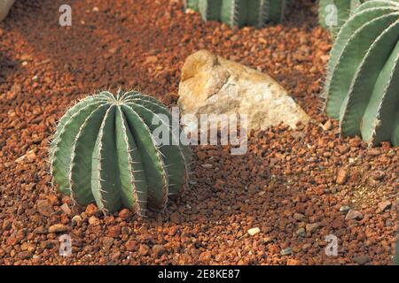 Echinocactus grusonii sul terreno roccioso della serra Foto Stock