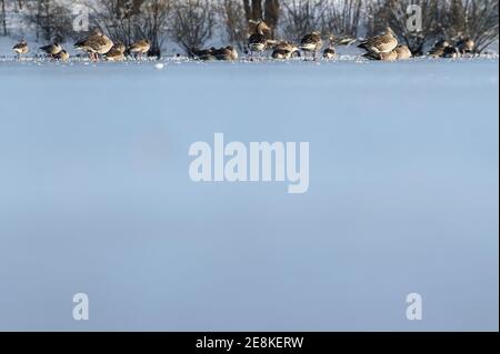 31 gennaio 2021, bassa Sassonia, Wolfsburg: Le anatre si trovano su un foglio di ghiaccio parzialmente congelato sul Grande stagno di Schiller. Foto: Swen Pförtner/dpa Foto Stock