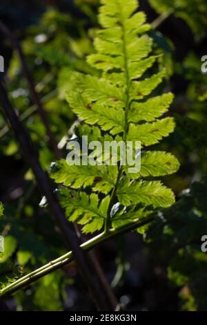 Foglie verdi di felce al sole con sfondo naturale. Foto Stock