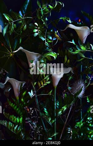 Immagine di un giglio di calla cremoso tra foglie verdi su sfondo nero. Foto Stock