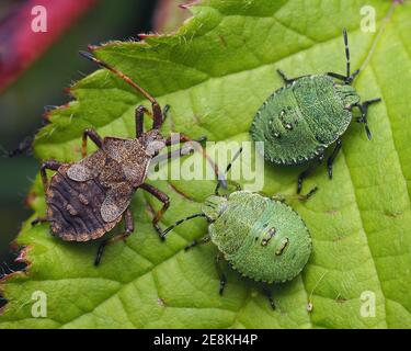 Ninfa di bug di dock e due ninfe di bug di shieldbug verdi a riposo sulla foglia di bramble. Tipperary, Irlanda Foto Stock